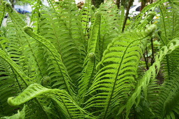 fern leaves in the forest