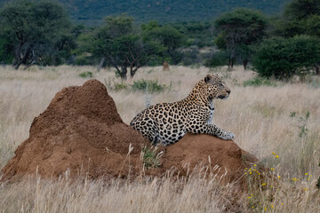 Leopard Africa