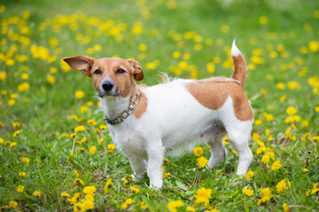 Jack Russell dog stands on the green grass.