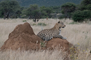 Leopard Africa