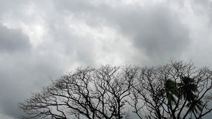 Trees In Cloudy Weather