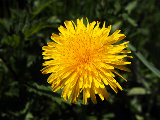 close up of a bright yellow sunlit dandelion flower against a background or dark green leaves