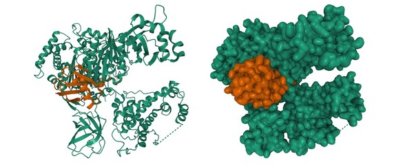 Structure of human ubiquitin activating enzyme E1 (Uba1, green) in complex with ubiquitin (brown), 3D cartoon and Gaussian surface model, PDB 6dc6, white background