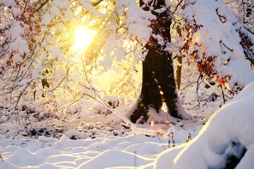 Winter Sonnenuntergang im Wald 