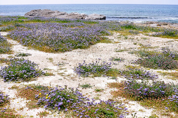 flowers on the beach