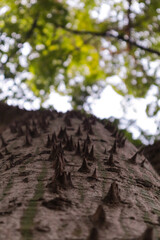 Palo borracho o árbol del puente