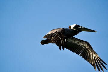 pelican in flight