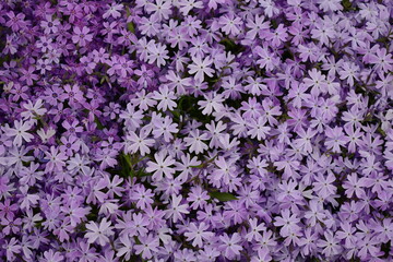 Background of lilac Phlox subulata