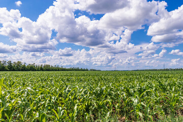Summer landscape. A field with young green corn on the background of a blue sky with white cumulus clouds. View of a field with young shoots of green corn on a sunny day.