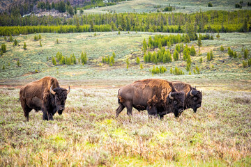 Herd of three bison animals walking in valley in Yellowstone national park as wild wildlife in...