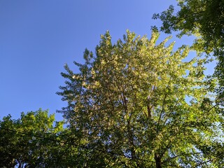 poplar fluff on the branches of a tree against the blue sky in the daytime.