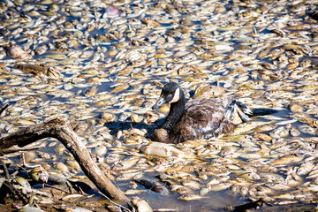 Dead fish floating in pond and sick goose swimming in sadness after lake drainage and dredging at...