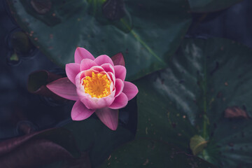 Pink lotus flower or water lily in water view from above