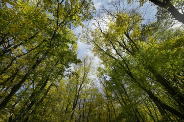 Obraz premium Jungle.