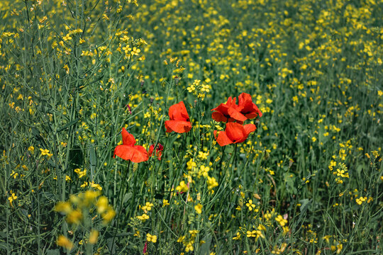 Red poppies in a field on a sunny day. Beautiful poppies among the green grass with yellow flowers. Bright red poppies in the spring and summer in the field.
