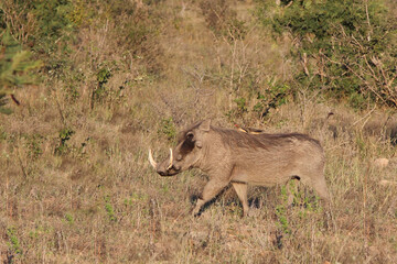 Warzenschwein / Warthog / Phacochoerus africanus