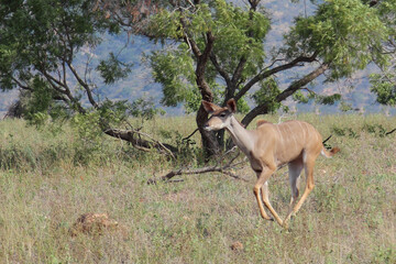 Großer Kudu / Greater kudu / Tragelaphus strepsiceros.