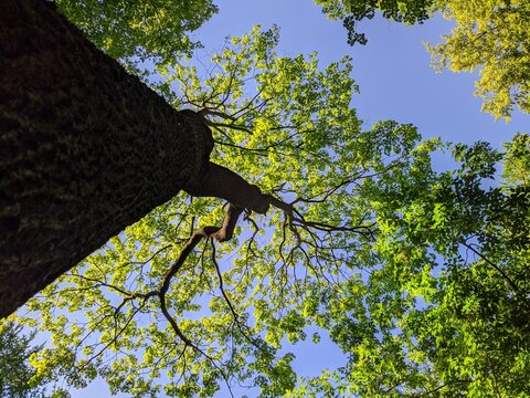 tree branches in the forest in the summertime of the year in the afternoon view from the bottom up.