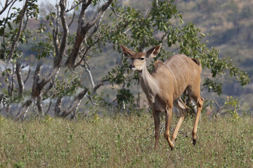 Großer Kudu / Greater kudu / Tragelaphus strepsiceros..