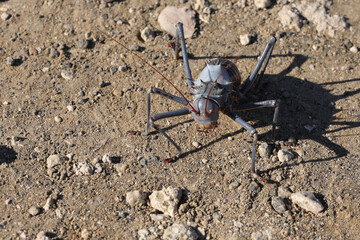 Gepanzerte Grille / Armoured Cricket / Acanthoplus discoidalis