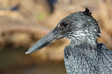 Riesenfischer / Giant kingfisher / Megaceryle maxima