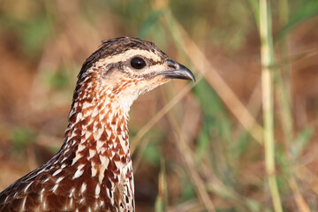 Schopffrankolin / Crested francolin / Francolinus sephaena