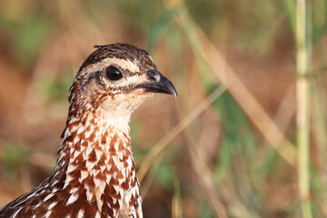 Schopffrankolin / Crested francolin / Francolinus sephaena