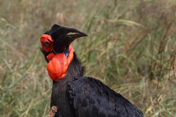 Kaffernhornrabe / Southern ground hornbill / Bucorvus leadbeateri
