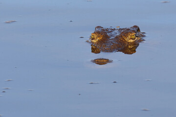Nilkrokodil / Nile crocodile / Crocodylus niloticus