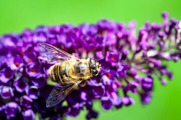 honey bee collecting pollen on a purple buddleja flower in blur background. High quality photo