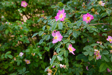 Blooming rose hip bush with pink flowers
