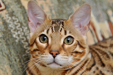 Portrait of bengal cat sitting on sofa and looking at camera