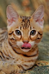 Portrait of cute little bengal kitten
