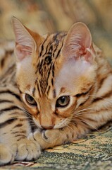Close-up of bengal kitten