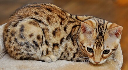 Naklejka premium Close-up of cute bengal kitten