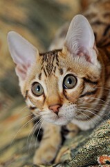 Portrait of young bengal cat looking at camera