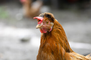 Closeup of a chicken head against the back gray blurred background