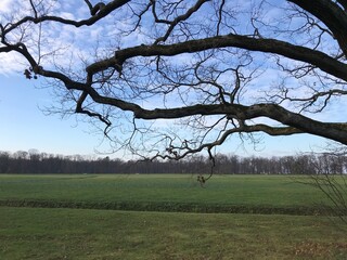tree in the field