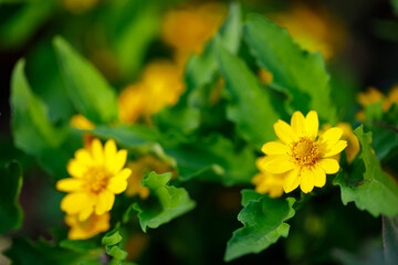 Closeup nature view of flowers