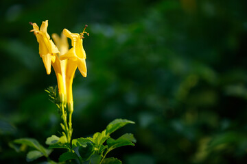Closeup nature view of flowers