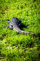 Closeup vertical view of alligator back lying inside marsh swamp in Paynes Prairie Preserve State...