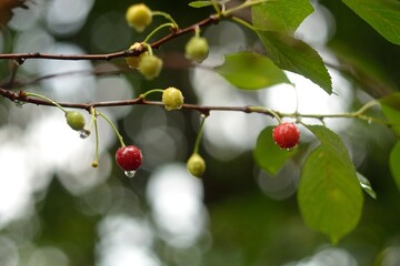 Wild red cherry, berry picking in the forest.