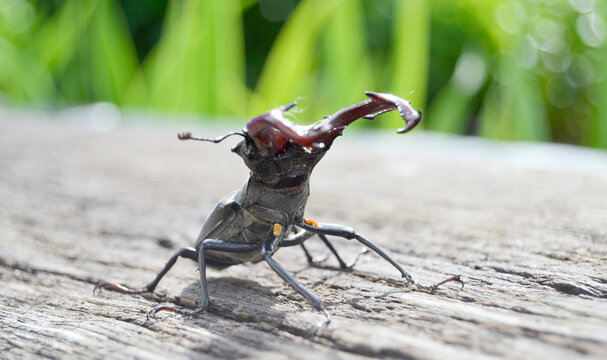 Male stag beetle with long and sharp jaws in wild forest sitting on the trunk of an oak tree
