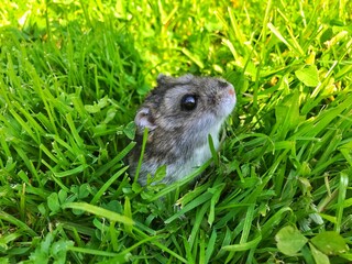 Naklejka na ściany i meble hamster in the grass