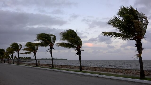 Palm trees on the strong wind at the sea walk promenade of Caibarien. Villa Clara, Cuba