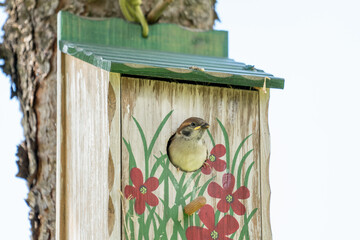 a young tree sparrow, passer montanus, looking out from a handmade and painted wood nesting box in summer