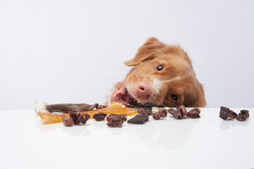 the dog steals snack from the table. Natural Pet Nutrition. Raw feeding