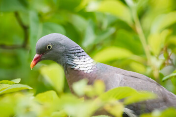 Selective focus photo. Common wood pigeon bird.
