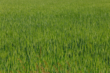 Field of the young green wheat closeup