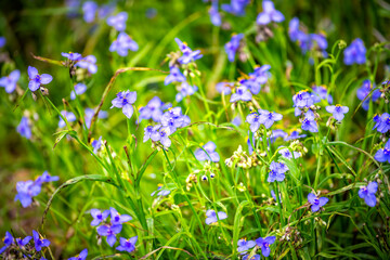 Tradescantia occidentalis Spiderwort purple blue wildflowers with three petals flower in Paynes...